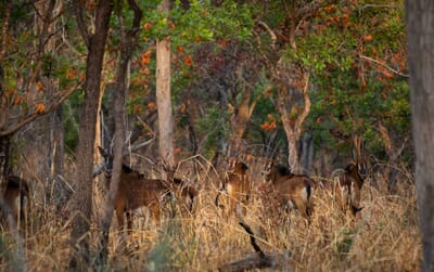 Tanzania Katavi Chada family safari