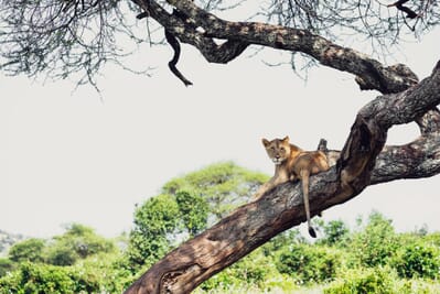 Tanzania Tarangire Sanctuary Swala family safari