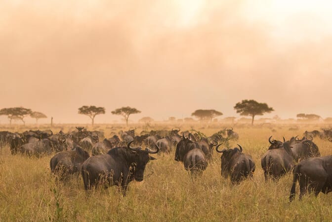Tanzania Lamai Serengeti family safari
