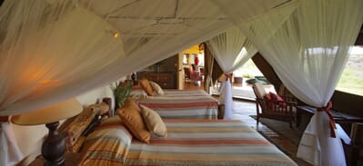 Kenya Amboseli elewana tortillis