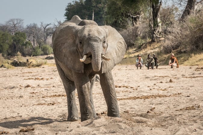 Tanzania Ruaha kigelia family safari