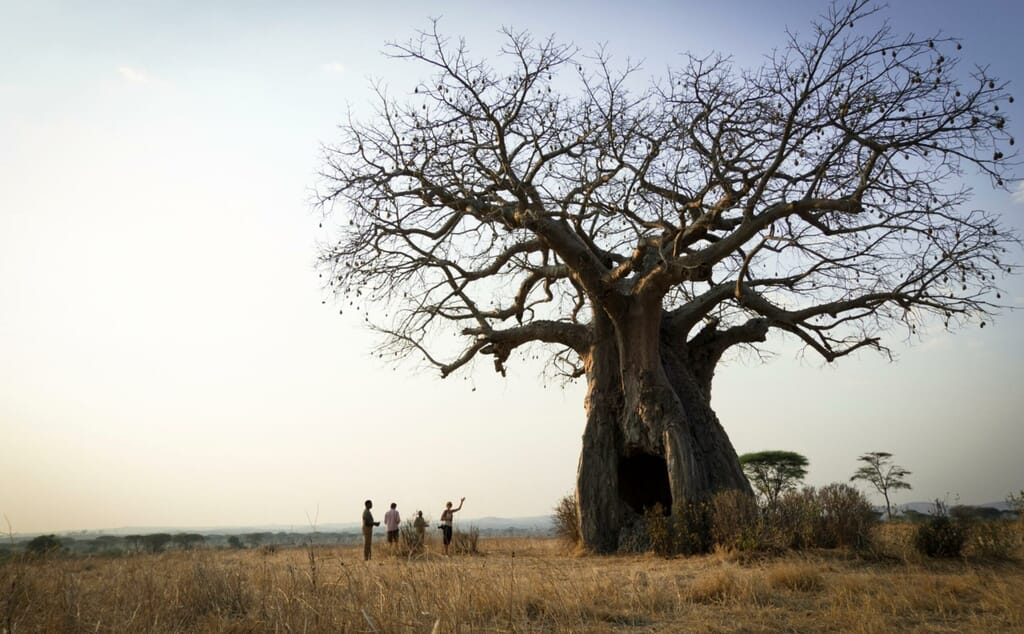 Tanzania Ruaha kigelia family safari