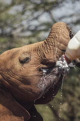 Kenya Nairobi The Emakoko family safari