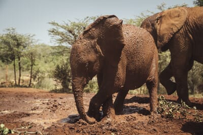 Kenya Nairobi The Emakoko family safari