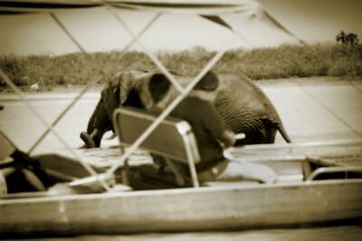 Tanzania Nyerere Siwandu family safari