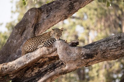 Tanzania Ruaha Ikuka family safari