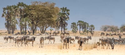 Tanzania Tarangire Manyara Chem Chem family safari