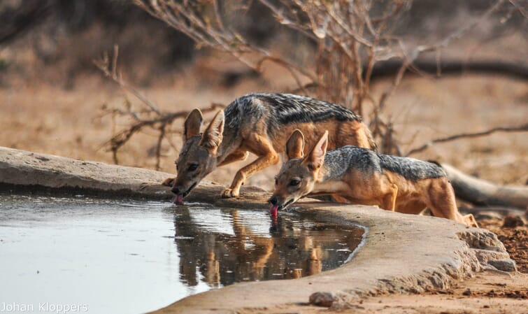 Kenya Saruni Samburu family safari