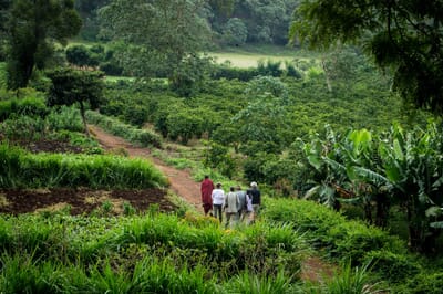 Tanzania Ngorongoro Gibb's Farm family safari