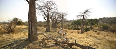 Tanzania Ruaha Ikuka family safari