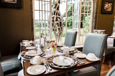 Kenya Nairobi Giraffe Manor family safari