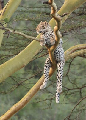 Kenya Nairobi The Emakoko family safari