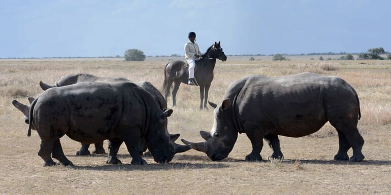Kenya Ol Pejeta Kicheche Laikipia family safari