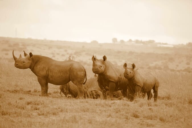 Kenya Nairobi The Emakoko family safari