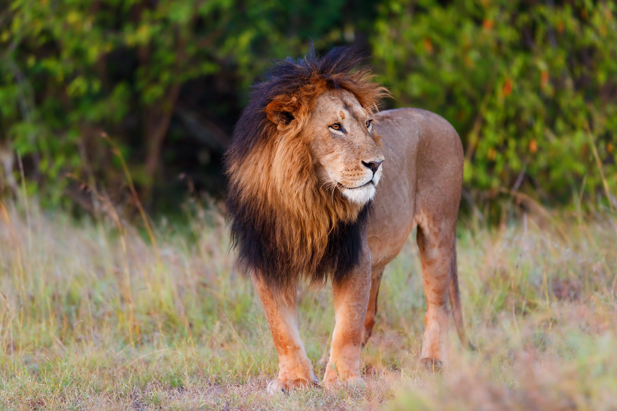 shutterstock_1357453355.jpg?w=550&h=367&scale