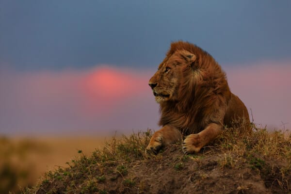 Kenya lion male sunrise masai mara