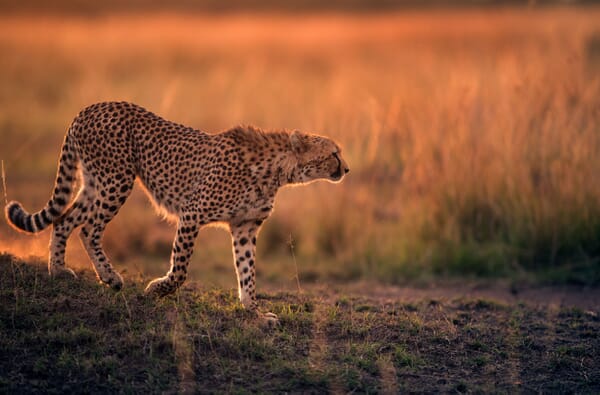Kenya cheetah sunset masai mara