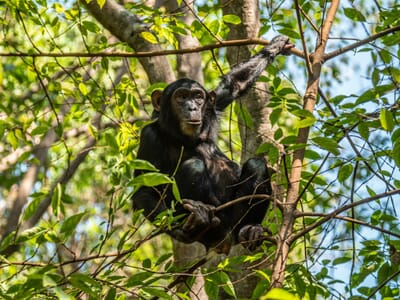 Tanzania Greystoke Mahale family safari