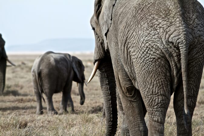 Tanzania Ngorongoro Lemala family safari