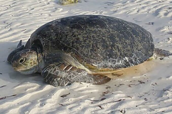 Sea turtle Constance Lemuria