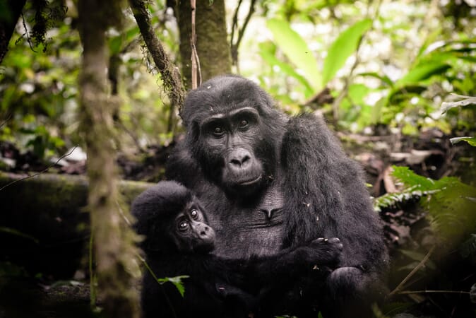Gorilla tracking Bwindi Uganda