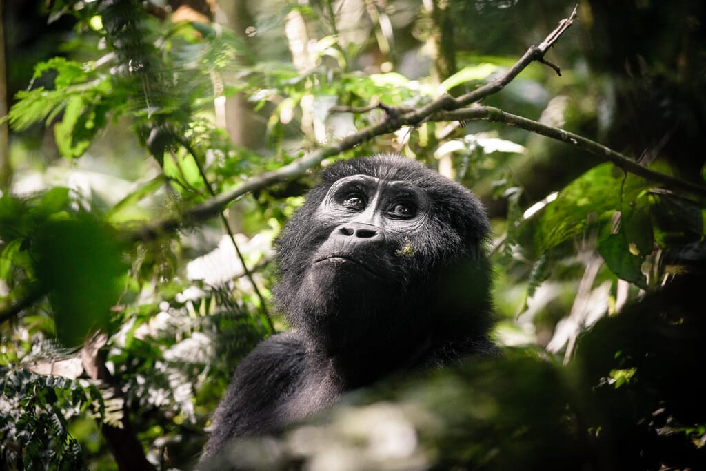 Gorilla tracking Bwindi Uganda Gorilla tracking Bwindi Uganda