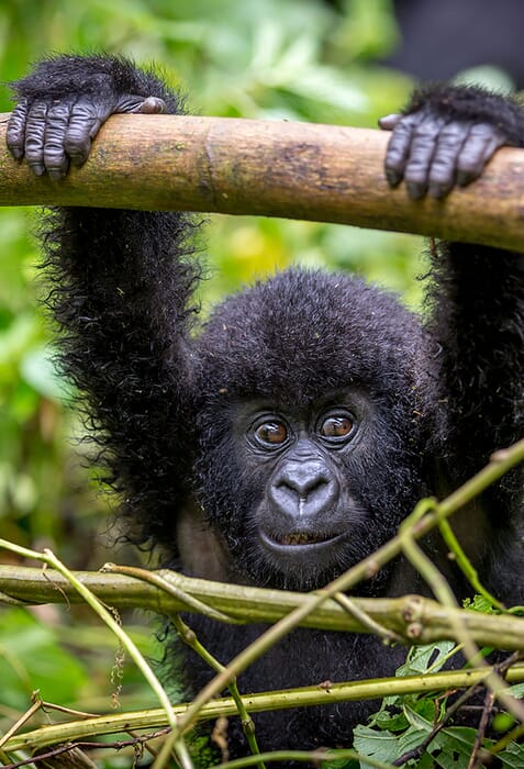 baby-gorilla-portrait-scaled.jpg?w=477&h=700&scale
