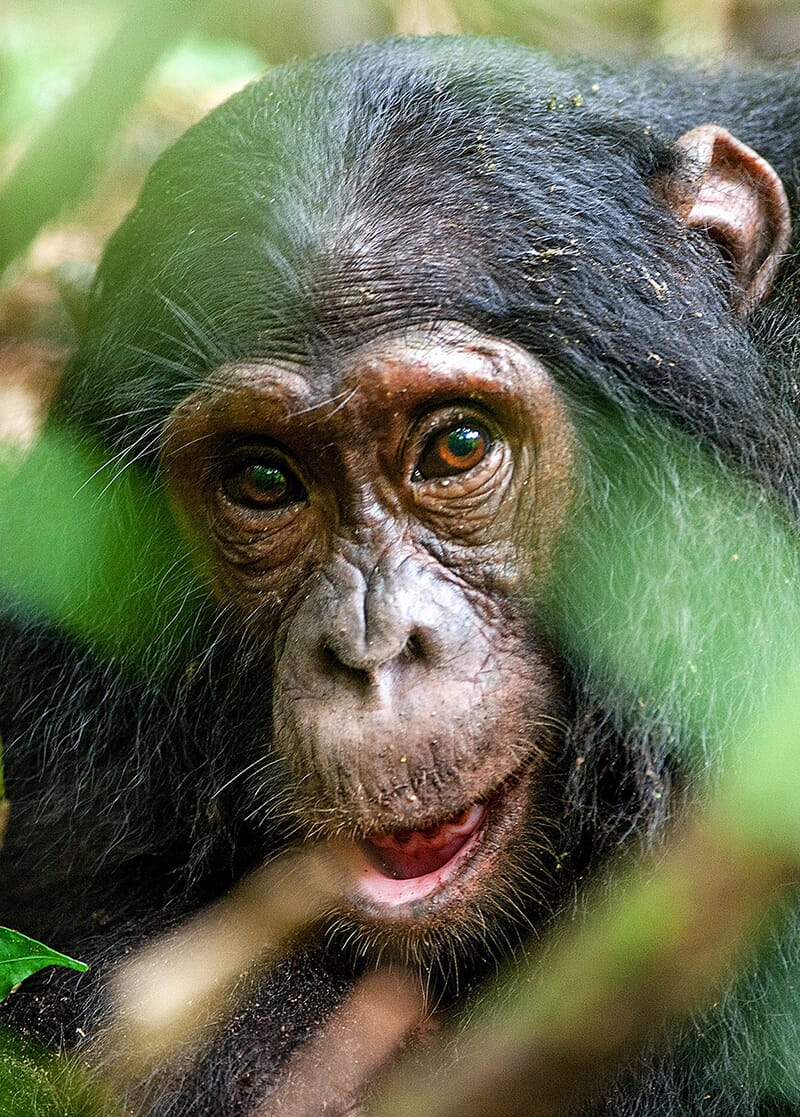 chimpanzee-potrait