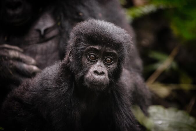 Gorilla Bwindi Impenetrable Forest