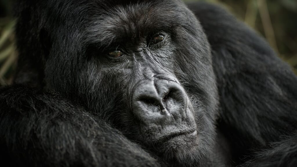Bwindi Impenetrable Forest silverback gorilla Uganda safari