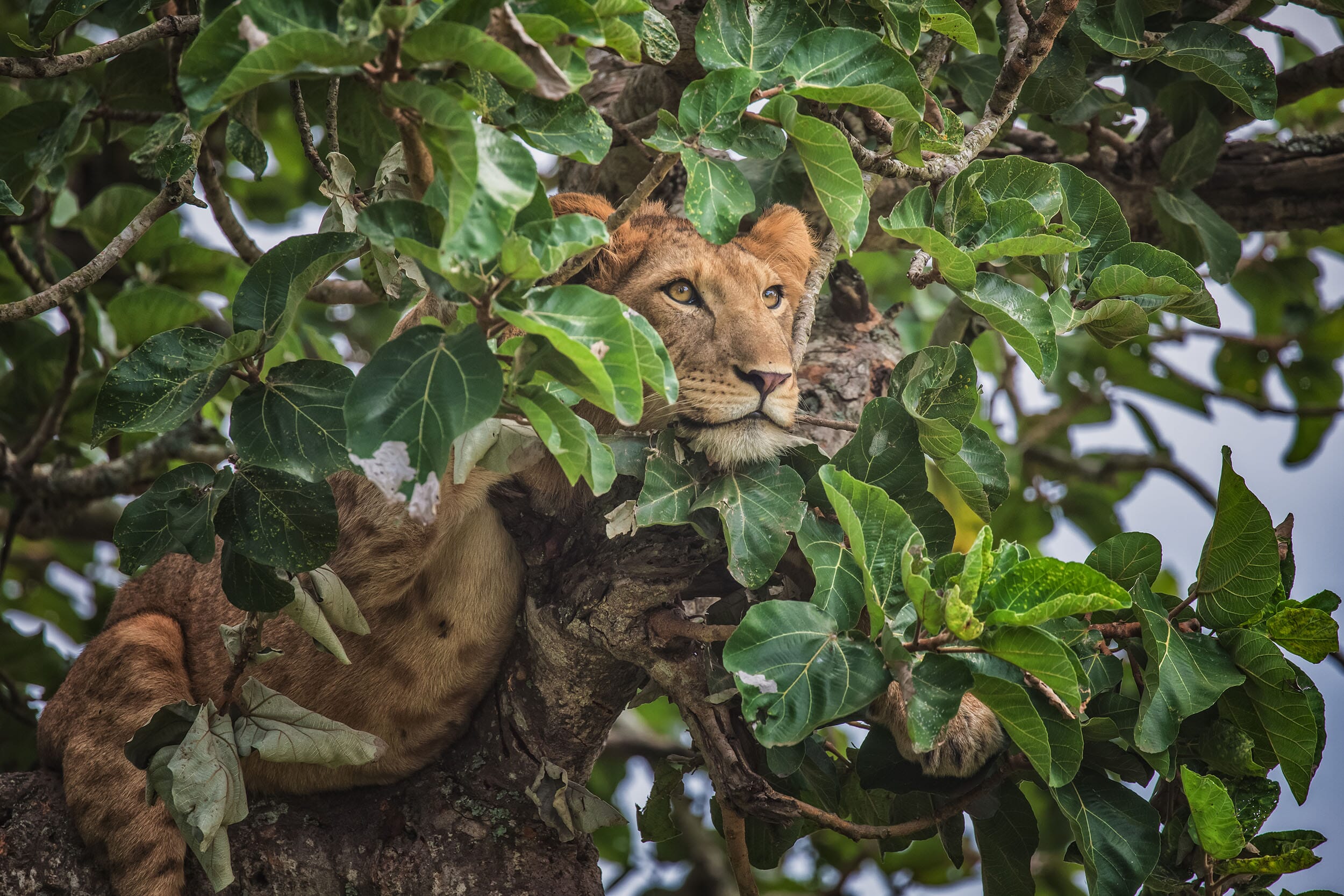 Queen Elizabeth National Park lion tree Uganda safari