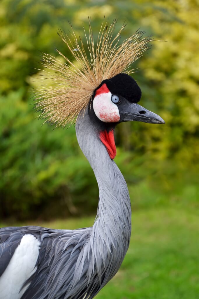 Queen Elizabeth National Park grey crowned crane Uganda safari best time to visit