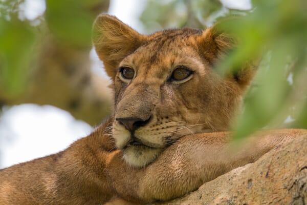 Queen Elizabeth National Park lion tree Uganda luxury safaris
