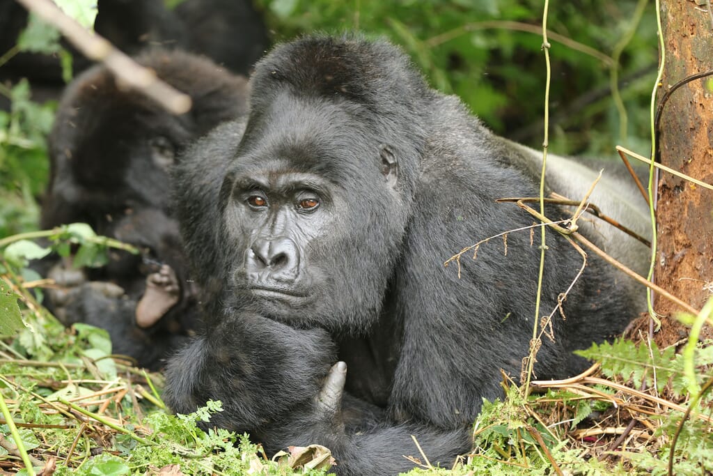 Silverback gorilla Bwindi Uganda