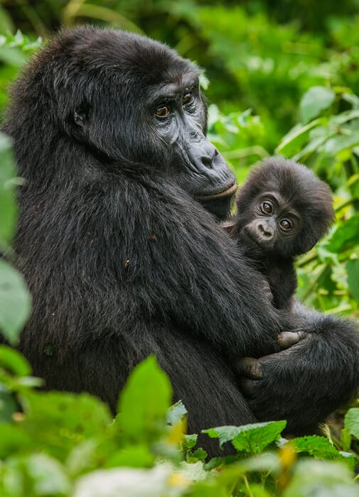 Gorilla Trekking Safari Uganda Rwanda
