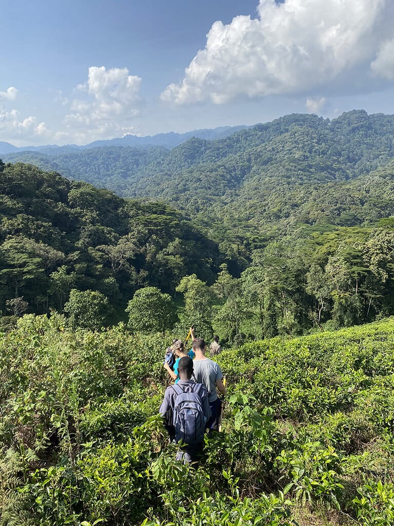 Gorilla trekking Bwindi Uganda