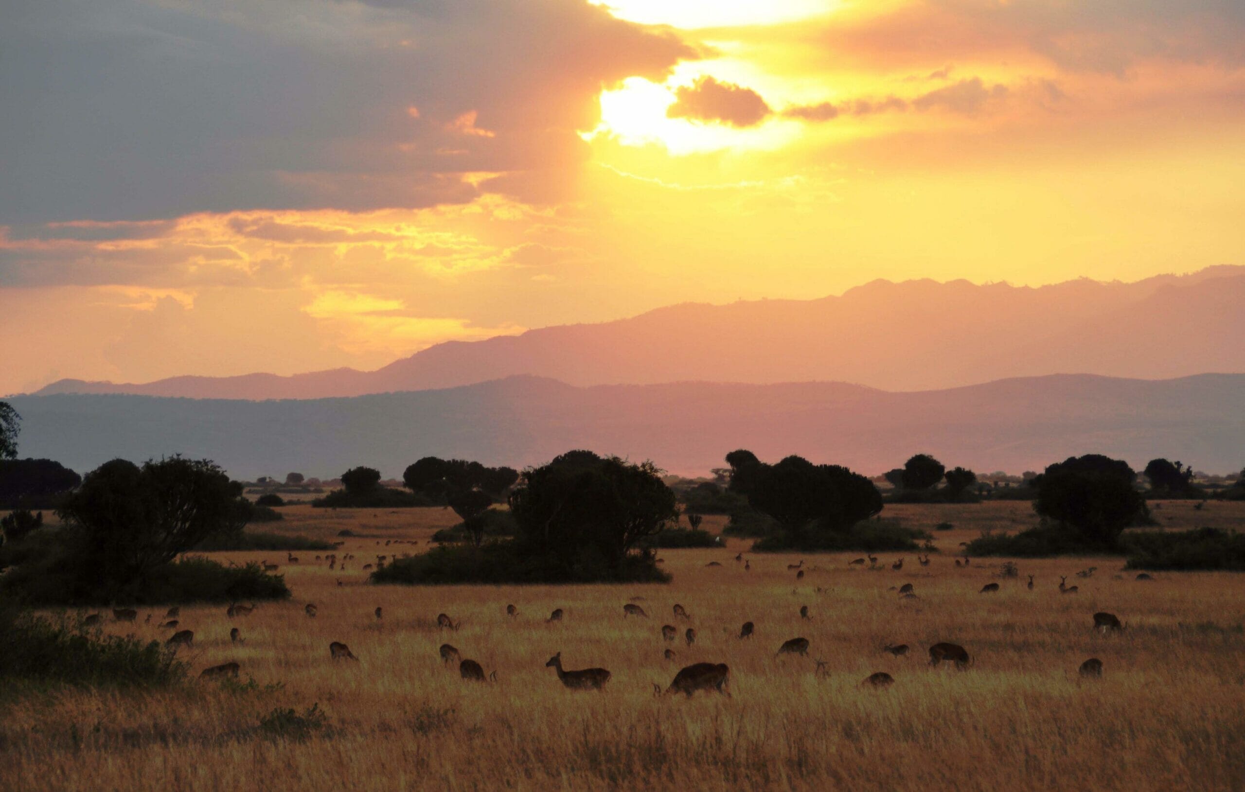 Ishasha-Wilderness-Camp-Sunset-scaled