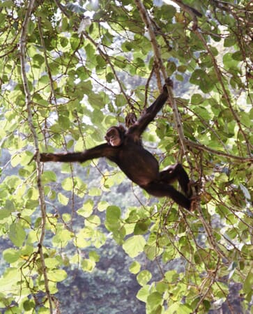 Kyambura Gorge chimpanzee