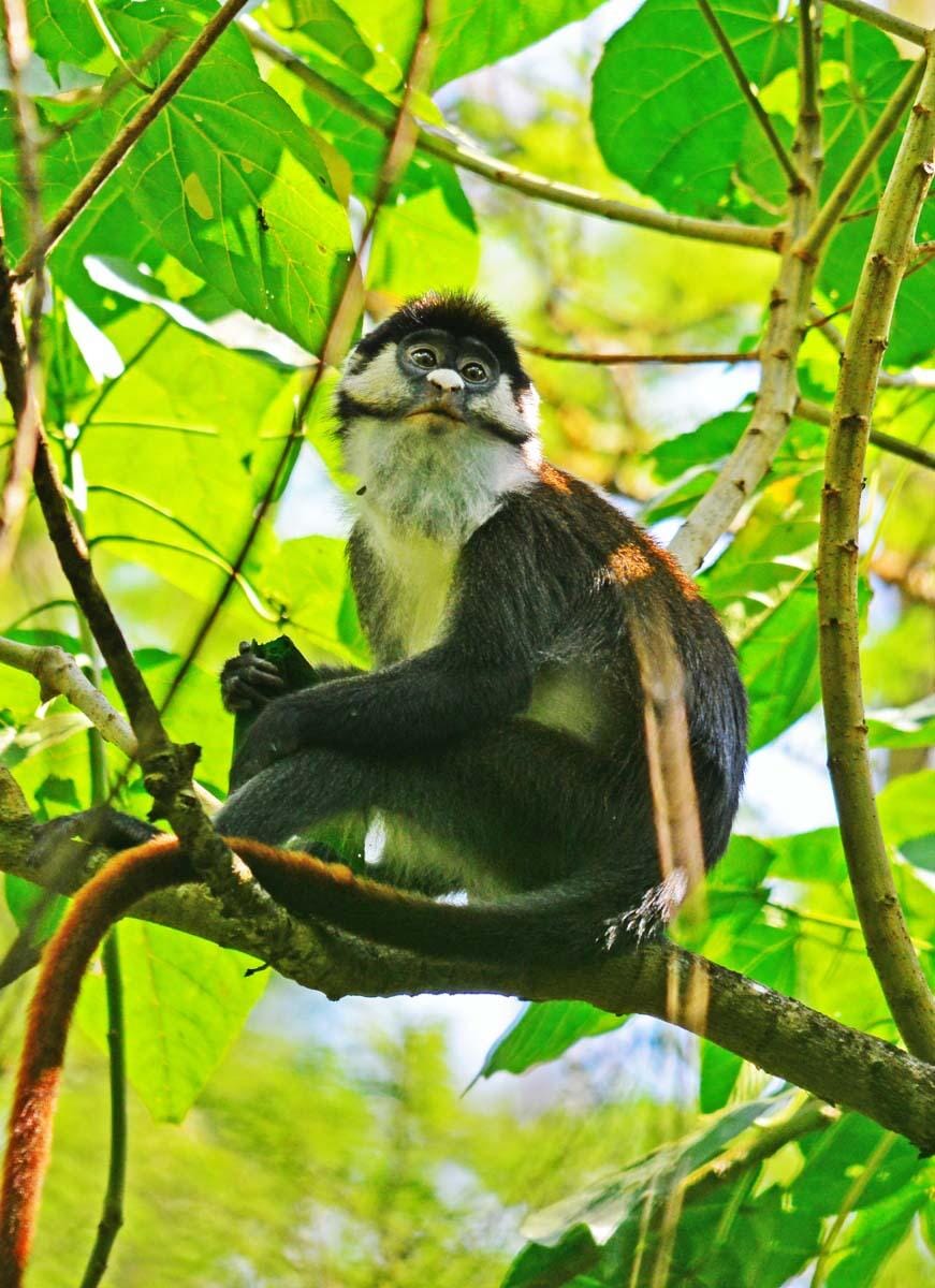 Colobus monkey Uganda