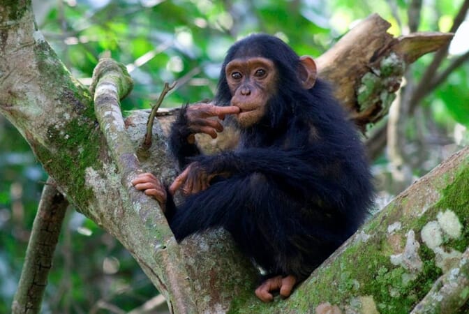 chimpanzee Kyambura gorge best time to visit Uganda
