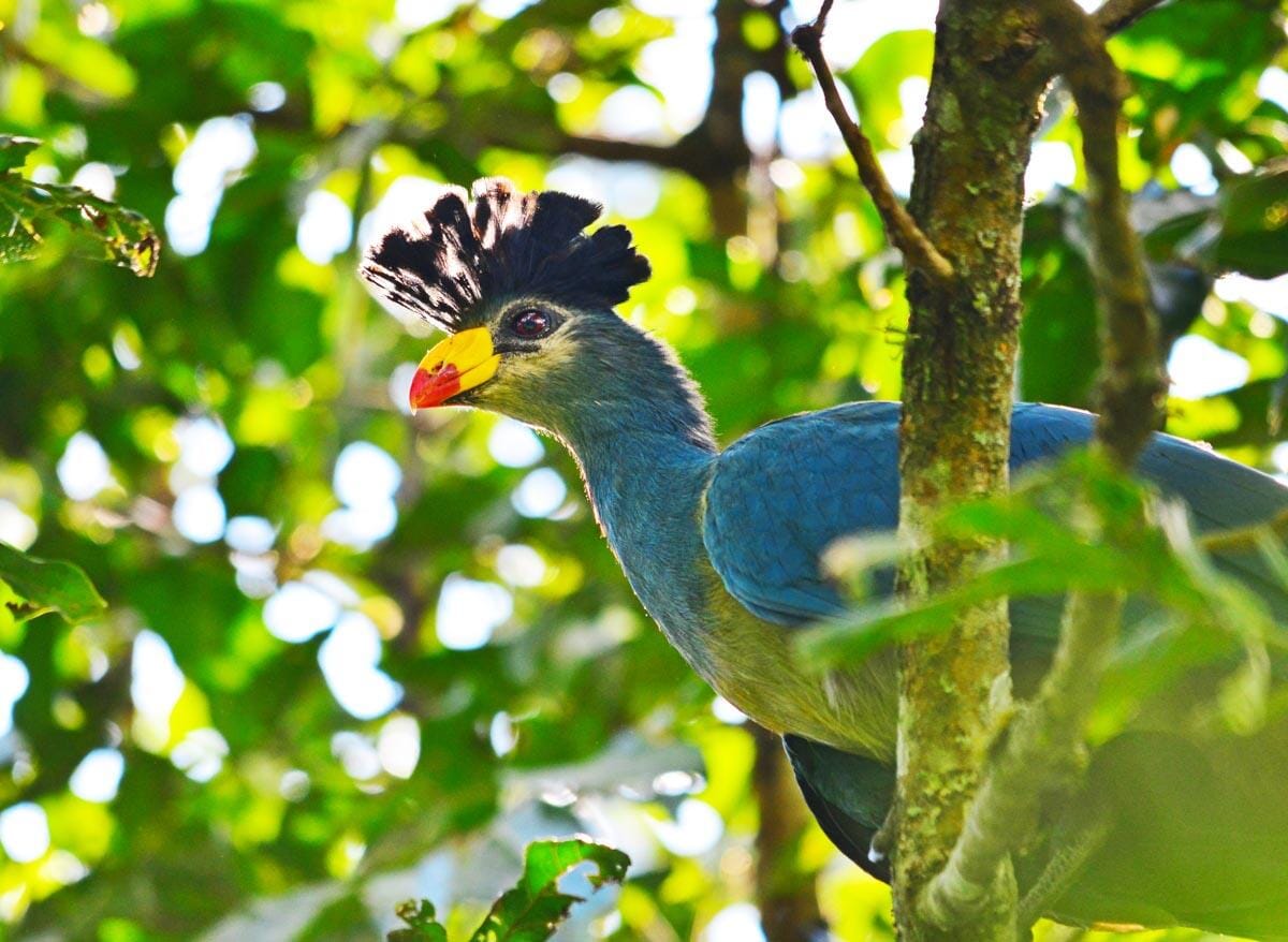 Ross's Turaco