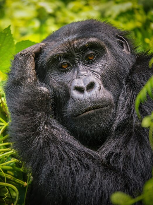 Gorilla Trekking safari Uganda Rwanda luxury safaris