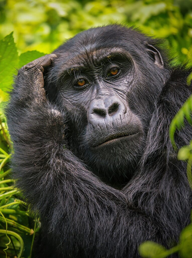 gorilla-portrait.jpg?w=765&h=1024&scale