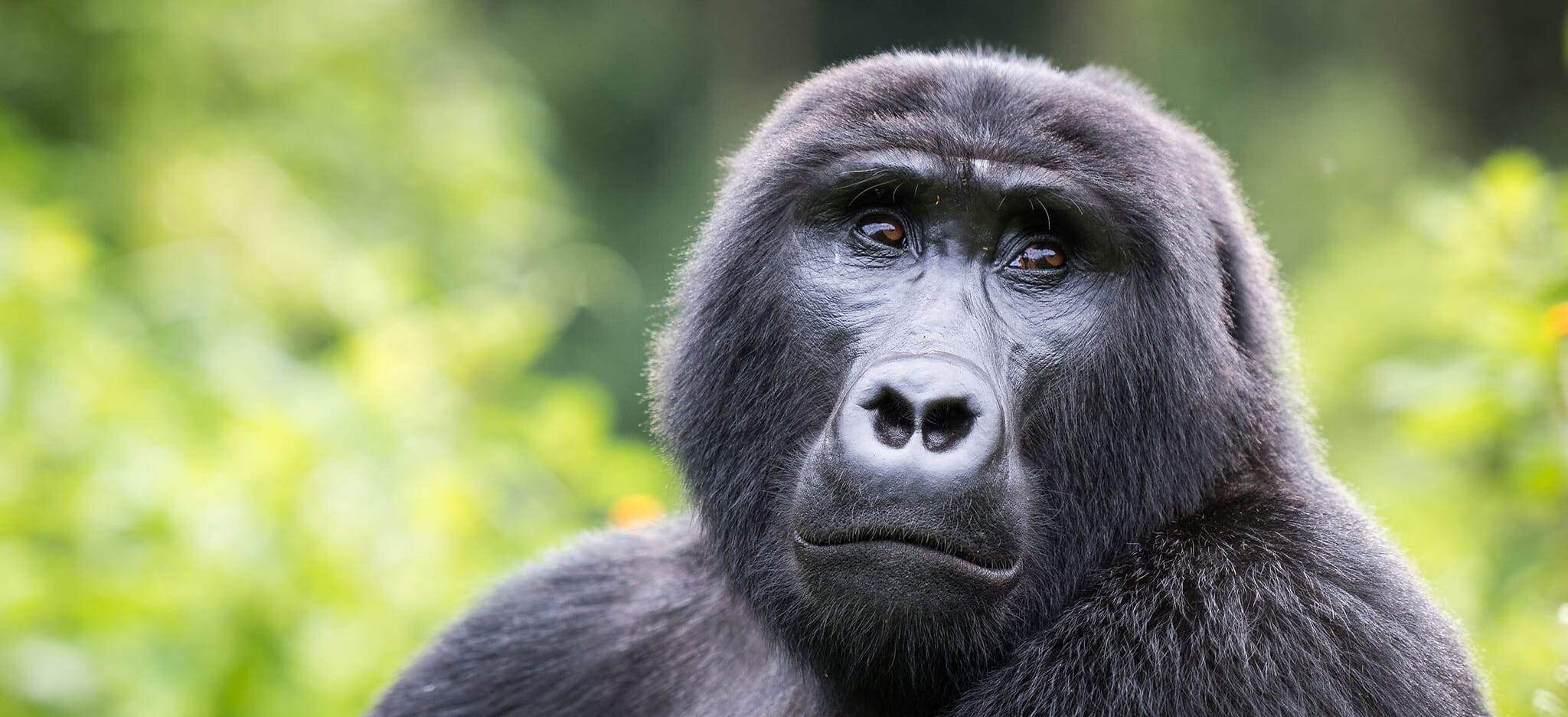 Gorilla Trekking Safari Uganda Rwanda