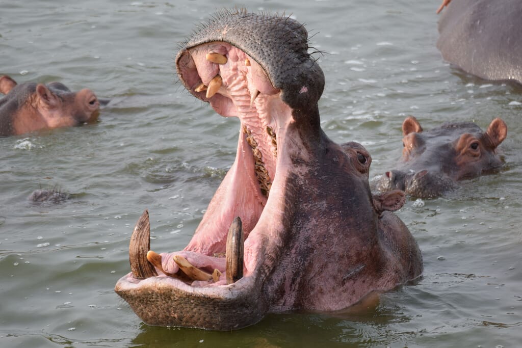 Queen Elizabeth National Park Uganda hippo Queen Elizabeth National Park Uganda hippo