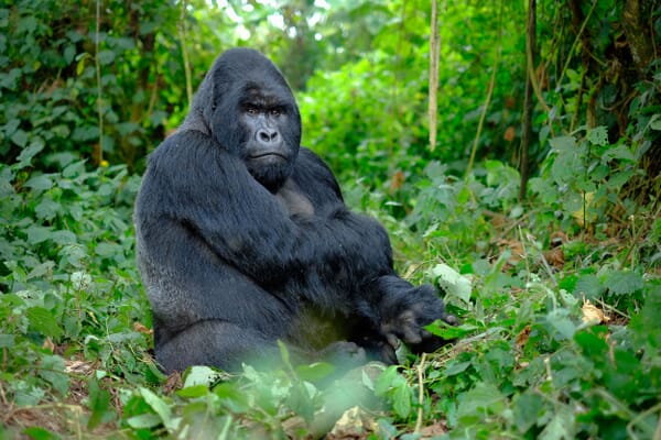 Gorilla silverback Bwindi