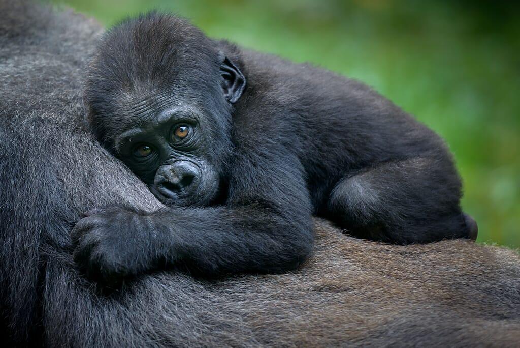 Gorilla trekking Uganda Rwanda