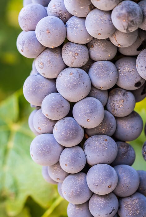 South Africa family safari holiday Franschoek Stellenbosch winelands grape potrait