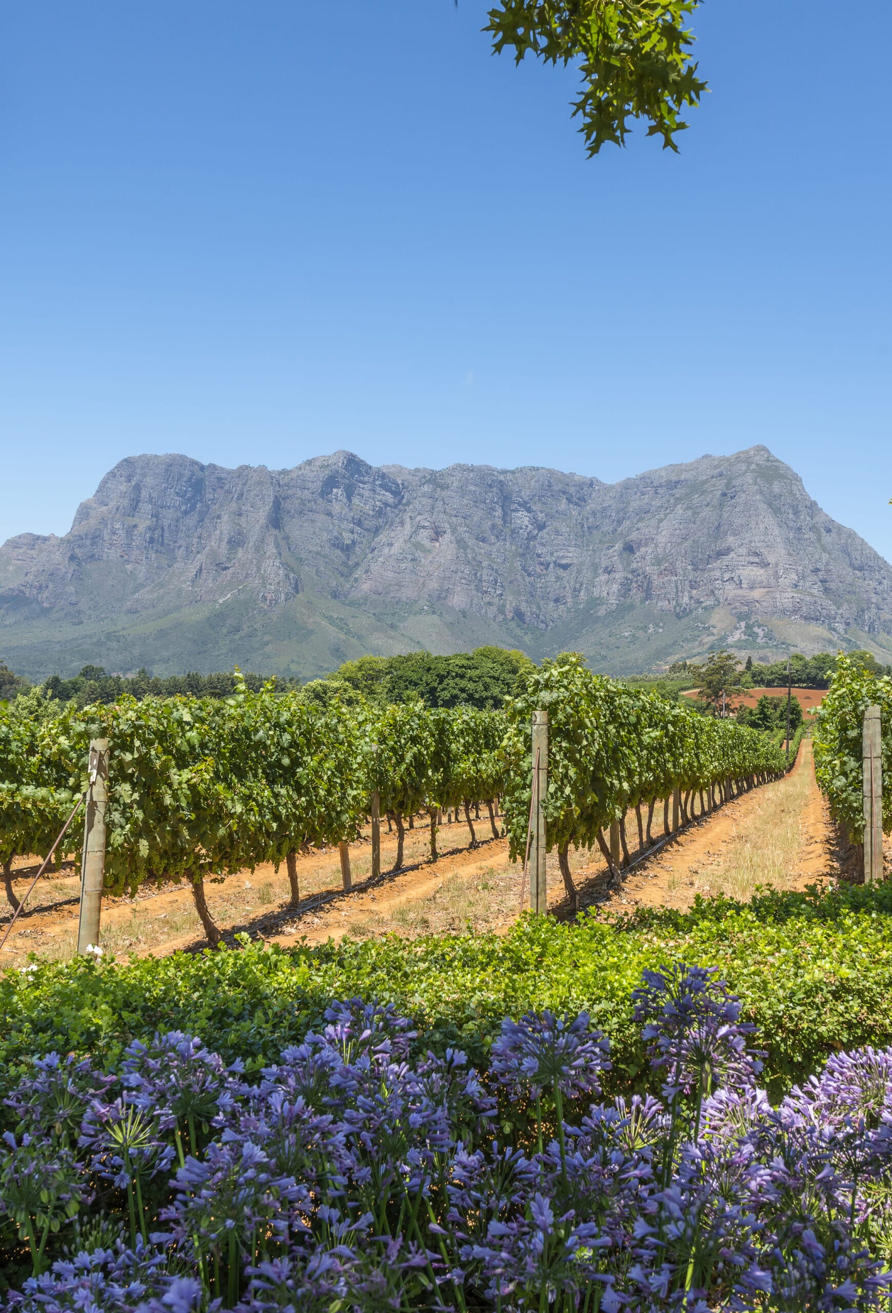 Cape Winelands Holidays Coral Tree South Africa Family Holidays