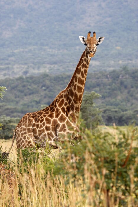 South Africa family safari holiday The Waterberg giraffe